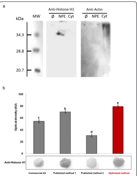 Table 1 Nuclear protein extract concentration and quality estimated by the contamination by non nuclear (cytosolic)fraction nd: not detected; the same letter indicates that values are not significantly different (P > 0.05)