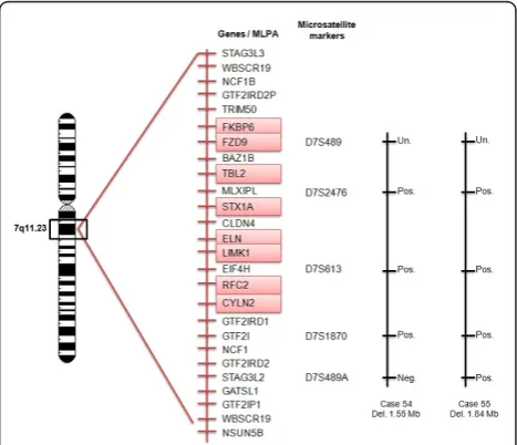 Figure 1 Genotyping by MLPA technique (SALSA kit P029)contiguous gene microdeletion, can be visualized by probes 21 to32