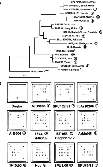 FIG. 3. (A) Global distribution and phylogenetic relationships of CCHF virus strains selected for the design and validation of the assay.Phylogenetic analysis was based on 450-bp sequences of the CCHF virus S segment available in the NCBI database, and the phylogenetic tree was