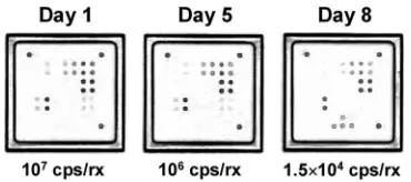 FIG. 4. Serial samples from a patient with an acute case of CCHF.This example shows hybridization patterns obtained from serum sam-