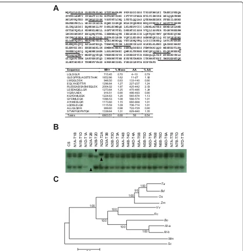 Figure 1 TaSaccharomyces cereviseaesequence [TIGR rice locus identifier: LOC_Os04g37960] are highlighted in the amino acid sequence (red font)