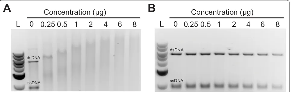 Figure 2 Taas the severity of retardation of both DNA species appears identical in each lane regardless of the concentration oflengthZYP1 interacts with both single- and double-stranded DNA in vitro