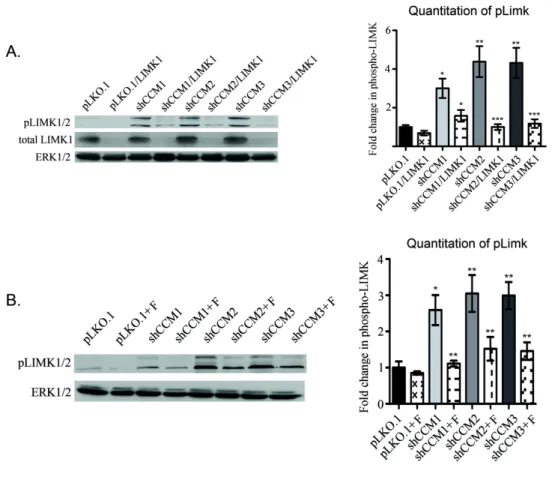Figure 3.12:  pLIMK1 is increased in stable CCM1, -2, or -3 knock down  MEECs.  A).  Loss of CCM proteins increases pLIMK1/2 but not total LIMK1,  suggesting that LIMK activation is effected