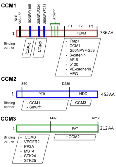 Figure 1.1.  Defined structural domains and interacting proteins for CCM1, -2,  and -3