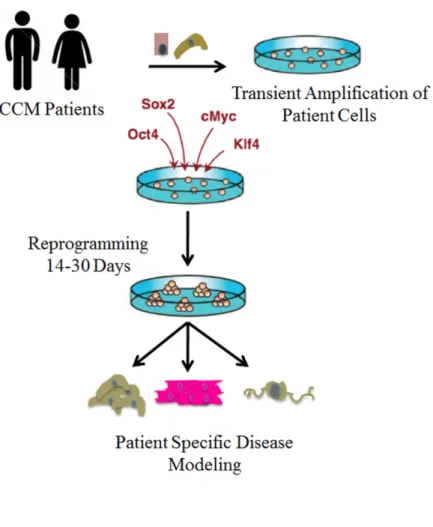 Figure 1.2.  Strategy for developing and utilizing a CCM patient specifc iPS  disease library