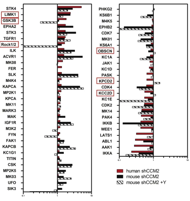Figure 3.4:  Subset of over or under represented kinases are conserved across  mouse and human cells