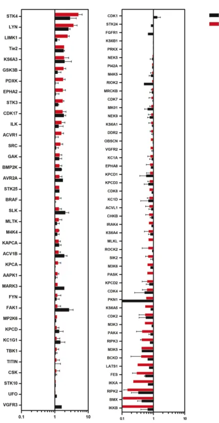 Figure 3.7: A subset of over or under represented kinases are conserved  across CCM1 and CCM2 deficient Huvecs