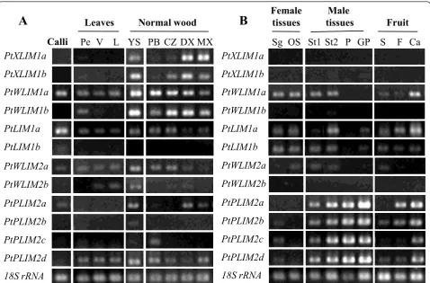 Figure 1 Expression ofpoplars (zone (CZ), developing xylem (DX) and mature xylem (XM) were scraped from the stem