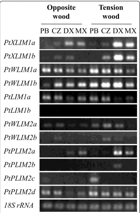 Figure 2 Expression of PtLIM genes using semi quantitative RT-PCR analysis in opposite and tension wood