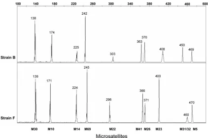 FIG. 2. Sequences of two polymorphic trinucleotide microsatellites present in HSV-1 genes