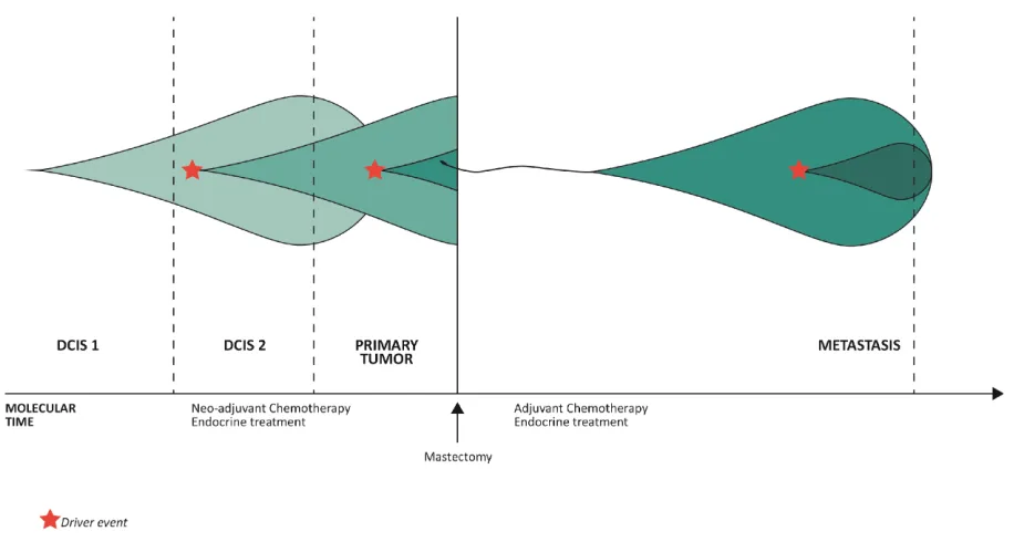 Figure 6: The evolution of clonal populations within the different steps of malignant progression of the studied cancer genome