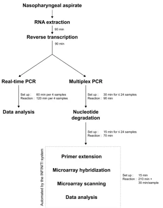 FIG. 1. Flowchart comparing the protocols for the real-time PCR assay and for the microarray assay