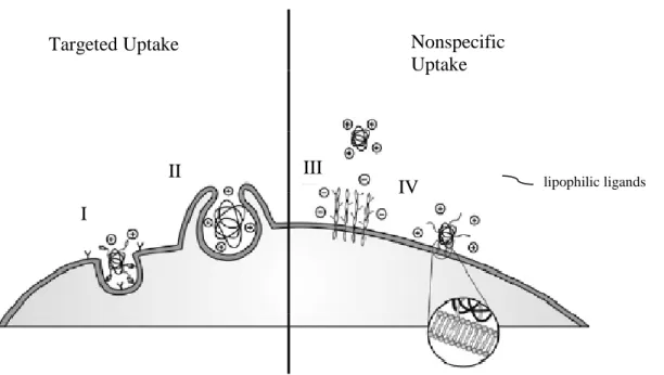 Figure 1.1. Specific and non specific cell membrane interactions that lead to cellular uptake; I-II)  receptor mediated; III) electrostatic; IV) hydrophobic 6