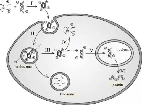 Figure  1.2.  Transfection  pathway  from  complex  formation  to  gene  expression;  I)  complex  formation;  II)  translocation;  III)  endosomal  escape;  IV)  polymer/DNA  dissociation;  V)  nuclear  uptake; VI) gene expression 6