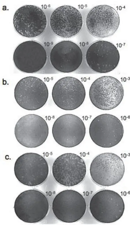 Figure 3Comparative plaque assays for MNV-1 detection264.7 plaque assay; and Comparative plaque assays for MNV-1 detection