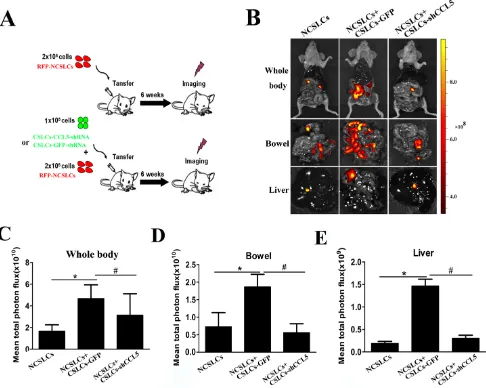 Figure 3: CSLC-produced CCL5 enhances NCSLC metastasis in vivo. (A) Experimental model to investigate whether the promoting effect of CSLCs on the metastasis of NCSLCs is mediated by CCL5