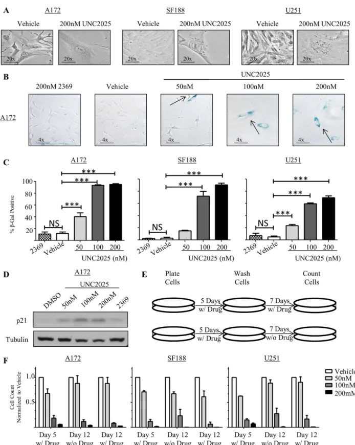 Fig 5. UNC2025 induces cellular senescence in GBM cells. A172, SF188, and U251 cells were treated with the indicated