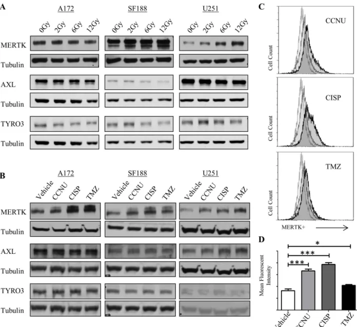 Fig 6. MerTK expression is increased in GBM cells after treatment with radiation and chemotherapy