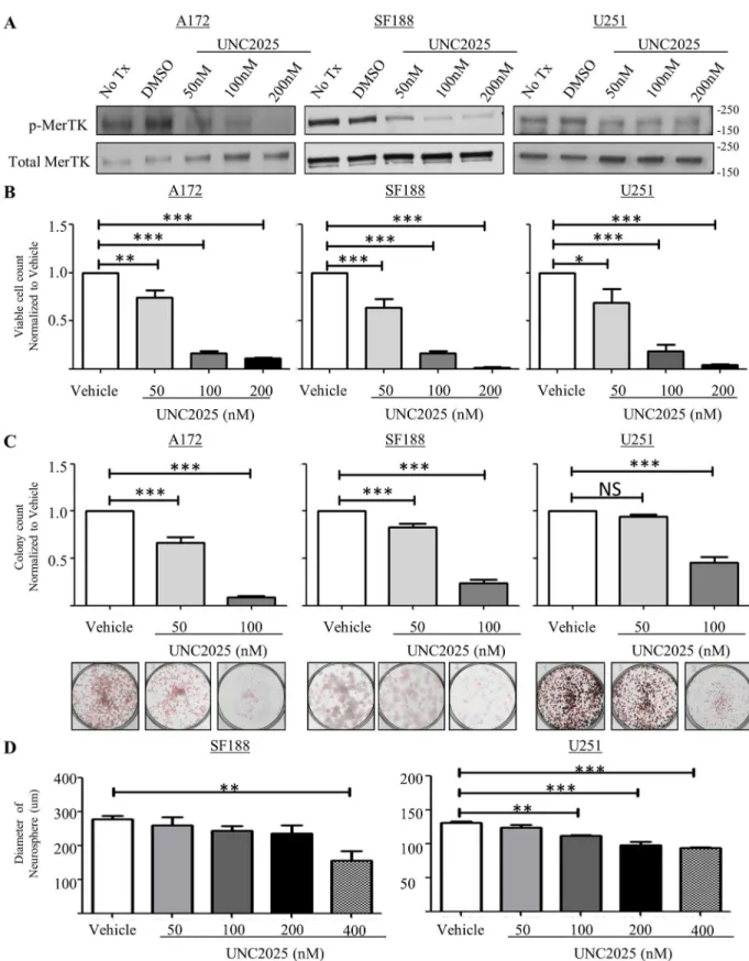 Fig 2. UNC2025 inhibits phosphorylation of MERTK in GBM cells leading to reduced cell number, colony-forming potential, and neurosphere diameter