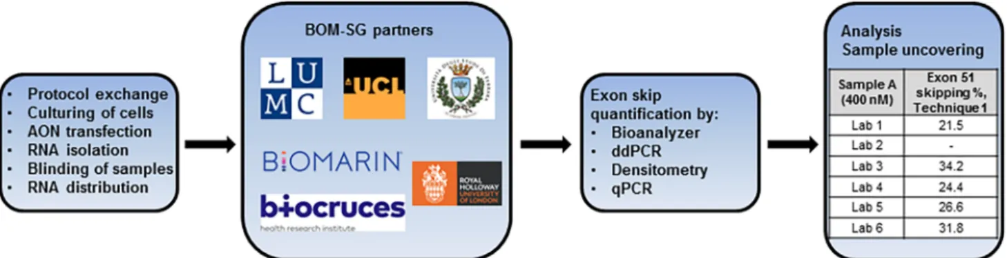 Fig 1. Flow diagram of the study design. Two transfection experiments and exon skipping quantification were performed