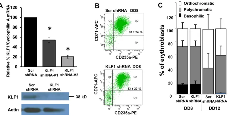 Fig 2. Scr and KLF1 shRNA-treated UCB erythroblasts have similar erythroid differentiation profiles on differentiation day 8 (DD8)