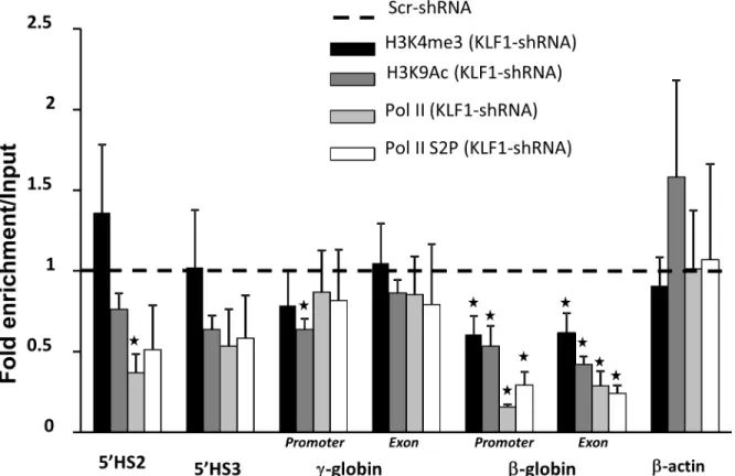 Fig 3. KLF1 knockdown reduces H3K4me3 and RNA polymerase II recruitment at the β- but not γ-globin gene
