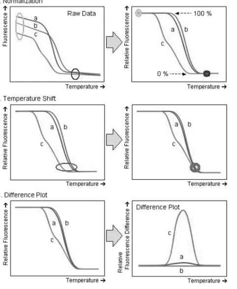 FIG. 1. Principle of high-resolution amplicon melting-curve analy-sis to produce ﬂuorescence difference plot curves