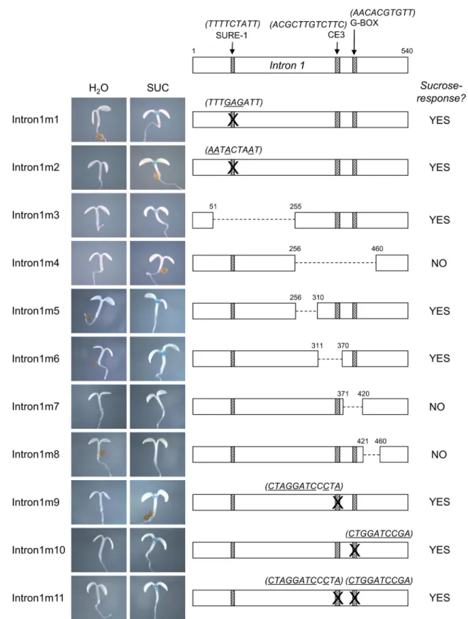 Fig 6. Summary of sucrose responsiveness of PAP1 Intron 1 mutants. Detailed schematic depicting mutations of PAP1 intron 1 and representative GUS staining of 4 day old seedlings treated with water or 90 mM sucrose for each mutation.