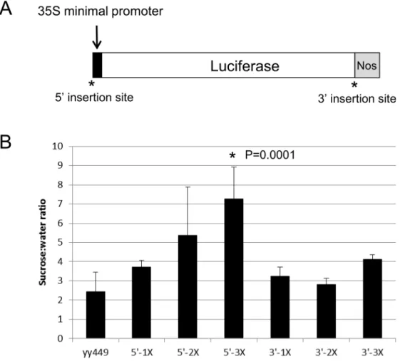 Fig 7. Sucrose-responsiveness of 90 bp sucrose response element: minimal promoter constructs