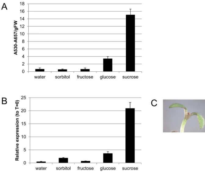 Fig 1. Sucrose-specific anthocyanin biosynthesis in light grown seedlings. A. Anthocyanin quantification in 4 day old seedlings treated with water or 90 mM sugar for 48 hours in continuous light