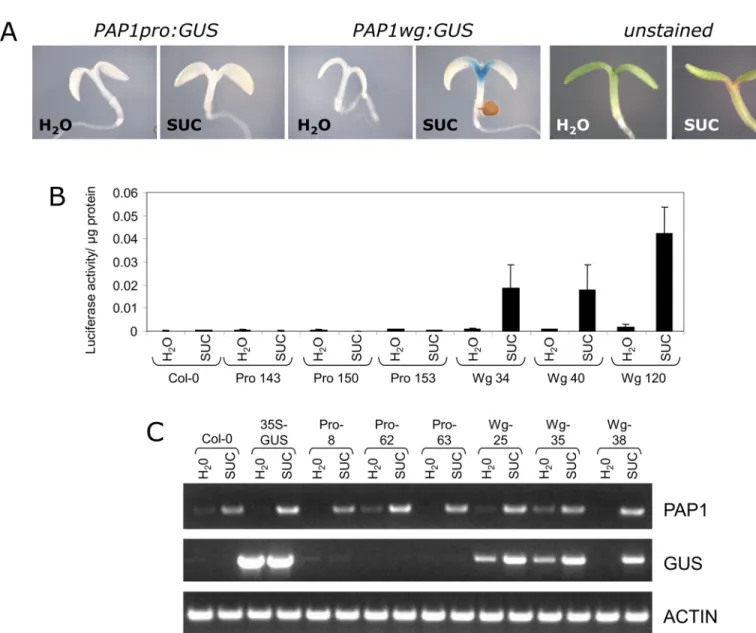 Fig 2. Sucrose-responsiveness of PAP1 promoter and whole gene constructs. A. Representative GUS staining of 4 day old seedlings treated with water or 90 mM sucrose for 24 hours