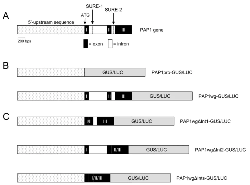 Fig 3. PAP1 gene organization and reporter gene constructs. A. Schematic of PAP1 gene showing the location of the SURE-1 and SURE-2 elements