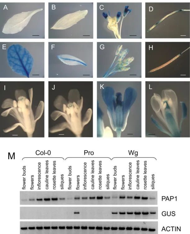 Fig 4. GUS expression patterns (A-L) and RT-PCR (M) of PAP1pro:GUS (A-D, I-K) and PAP1wg:GUS (E-H, L) lines