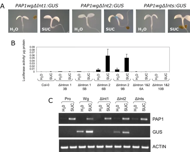 Fig 5. Sucrose-responsiveness of PAP1 delta intron gene constructs. A. Representative GUS staining of 4 day old seedlings treated with water or 90 mM sucrose for 24 hours