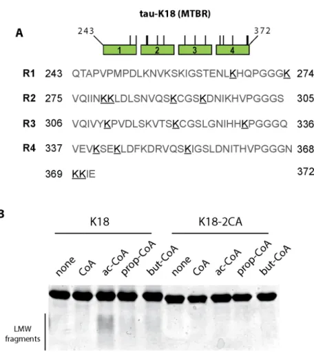 Fig 5. Tau auto-acetylation induced fragmentation shows specificity for acetyl-CoA compared to longer acyl-CoA derivatives