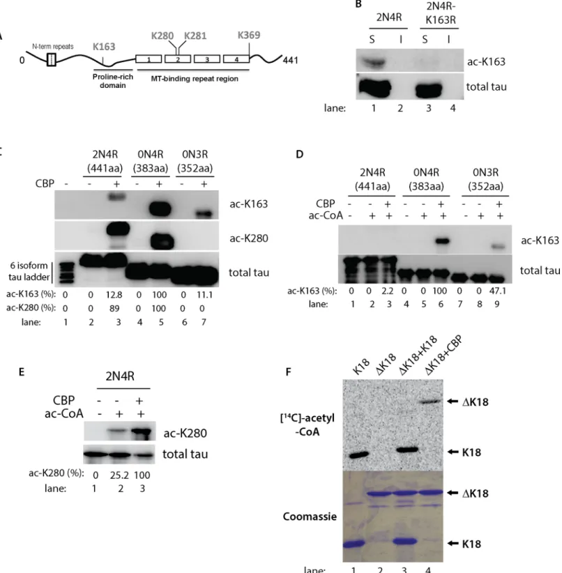Fig 1. Tau isoforms display distinct patterns of acetylation at lysine residues K163 and K280