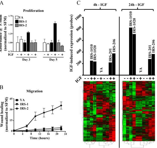 Fig 1. IRS adaptor protein isoforms define tumor cell biology and regulate global gene expression profiles
