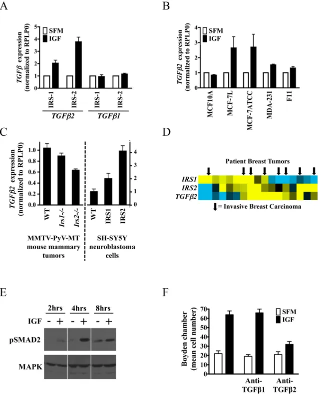Fig 3. IRS proteins regulate TGF β2 mRNA expression and breast cancer cell motility. (A) Expression of TGFβ1 and TGFβ2 by qPCR in T47D-YA-IRS- T47D-YA-IRS-1 (#T47D-YA-IRS-10 and #20) and T47D-YA-IRS-2 (#T47D-YA-IRS-1 and #6)