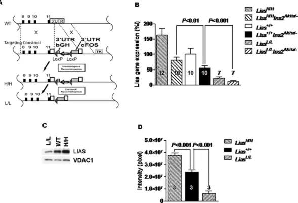 Fig 1. Characterizations of the new mouse model. (A) Generation of mice with genetically graded expression of lipoic acid synthase (Lias)