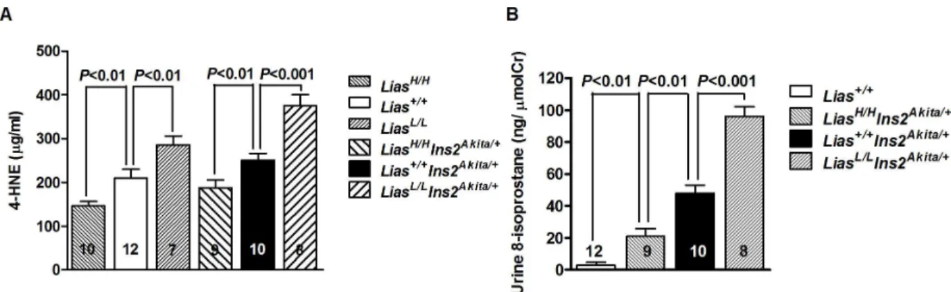 Fig 5. Alternated oxidative stress. (A). Oxidative stress in kidney cortex is associated with plasma concentration of lipid perioxidation marker, 4-hydroxynonenal (4-HNE), in diabetic Ins2 Akita//+ mice and non-diabetic mice with differential Lias gene exp