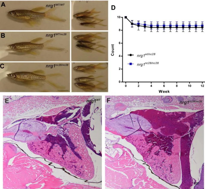 Fig 4. nrg1 nc28 survive to adulthood without overt cardiac abnormalities. (A-C) Representative gross morphology of age- age-matched (A) nrg1 WT/WT , (B) nrg1 WT/nc28 or (C) nrg1 nc28/nc28 clutch mates, Standard Length (SL) 25–30