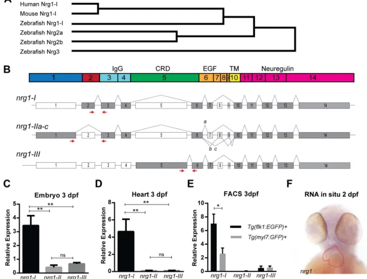 Fig 1. Zebrafish Neuregulin 1 and the expression of its isoforms. (A) Gene tree from Clustal-Omega multiple alignment comparison