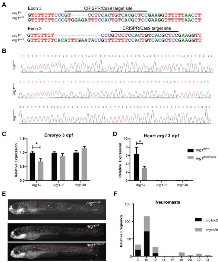Fig 2. Zebrafish nrg1-I/II mutants. (A) CRISPR/Cas9 gene targeting and validation of nrg1 nc28 and nrg1 nc29 alleles showing target site and mutations