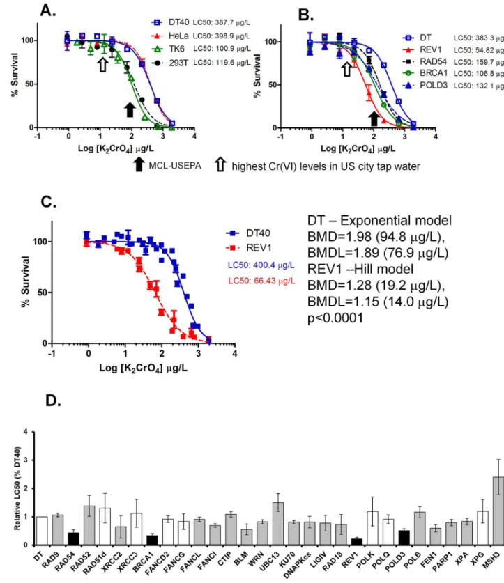 Fig 1. K 2 CrO 4 reduces viability of human cells as well as DT40 cells deficient in certain DNA repair pathways at the maximum contaminant levels (MCL) set by the U.S