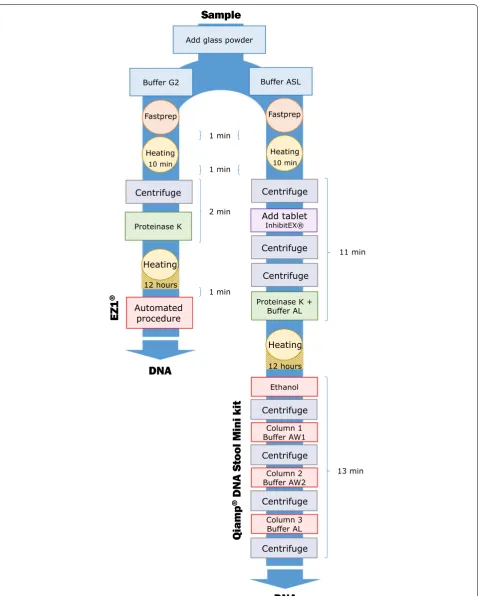 Fig. 1 A schematic flow diagram showing the two extraction procedures:  EZ1min® and  QIAamp® DNA Stool Mini Kit and time required for each step