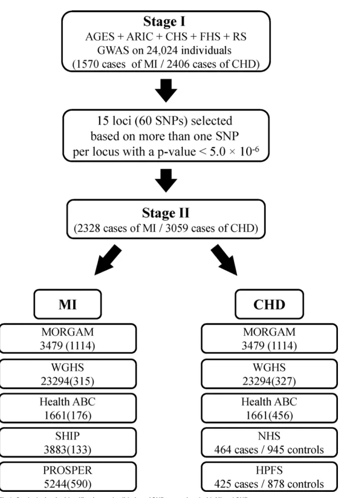 Fig 1. Study design for identification and validation of SNPs associated with MI and CHD.