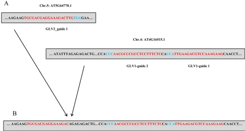 Fig 2. Translocation Events Translocation between GLV2 and GLV1. Target sites prior to (A) and after (B) CRISPR induced translocation