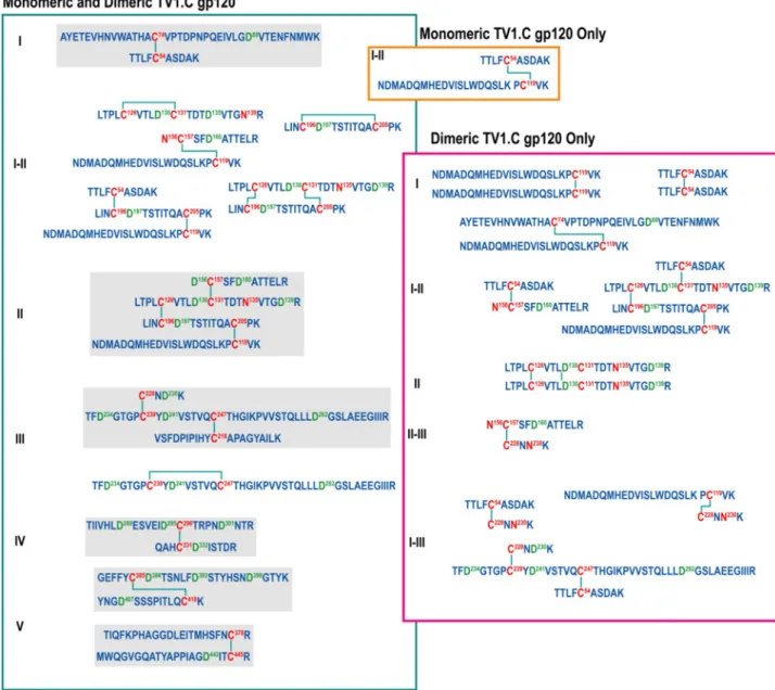Fig 3. Disulfide bonds identified for TV1.C gp120 monomer and dimer highlighting that the disulfide bonding pattern leading to dimer formation is more complex than what is observed for the monomeric protein