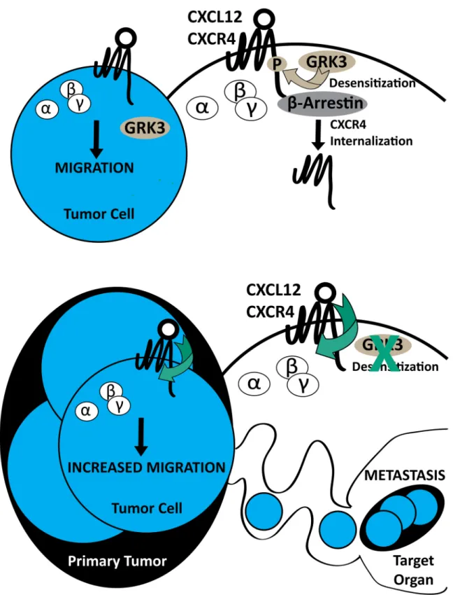 Fig 8. Summary model of GRK3 regulation of CXCR4-driven metastasis. Extracellular ligand stimulation of CXCL12 on G protein-coupled receptor (GPCR) CXCR4 elicits conformational changes of receptor, activation and dissociation of guanine nucleotide binding 