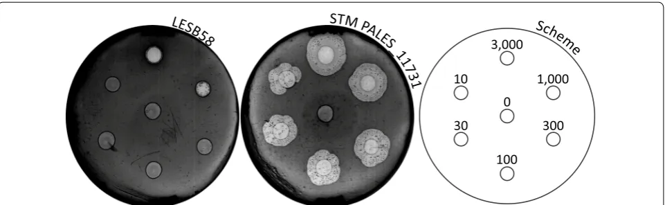 Fig. 1 Example of a non‑virulent LESB58 STM mutant in the amoeba model. Drops of determined amoeba concentrations were spotted on a bacterial lawn, allowing a semi‑quantitative determination of the bacteria’s predation resistance after 6 days of incubation